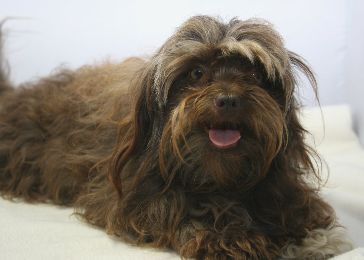 Русская цветная болонка