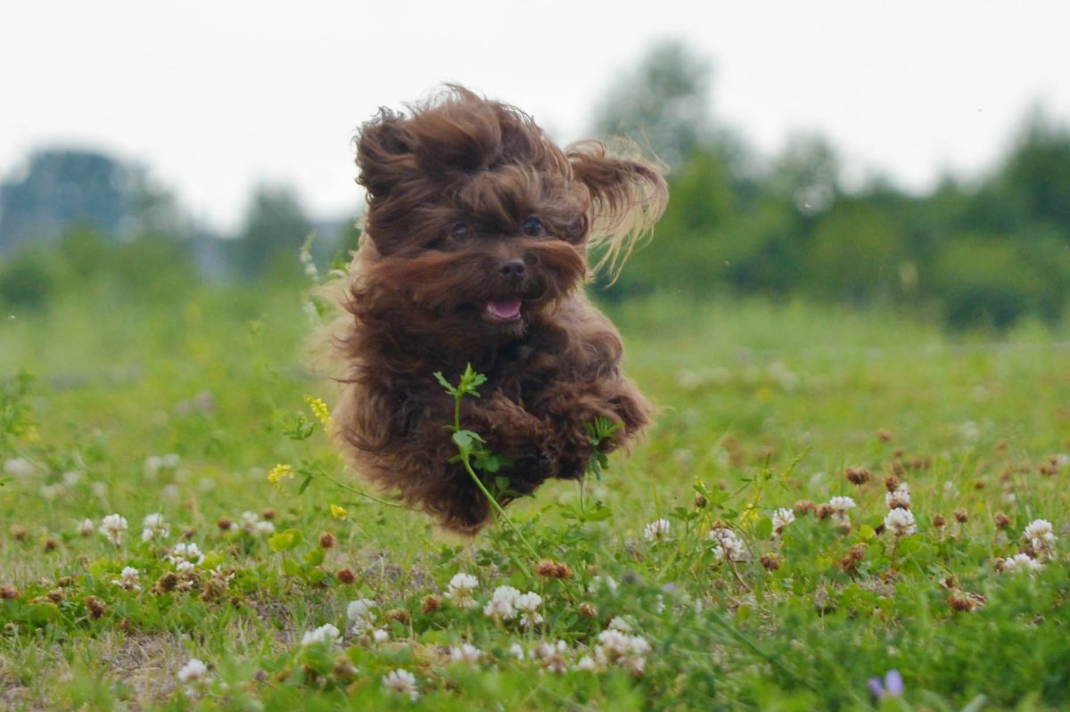 Русская цветная болонка мини