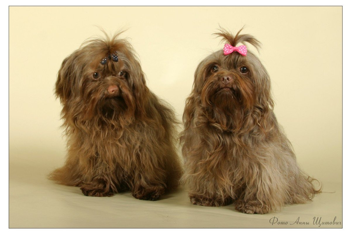 Цветная болонка черная