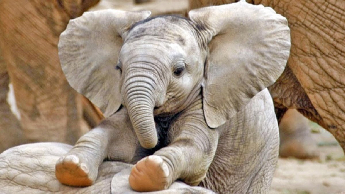 Слониха с детенышем