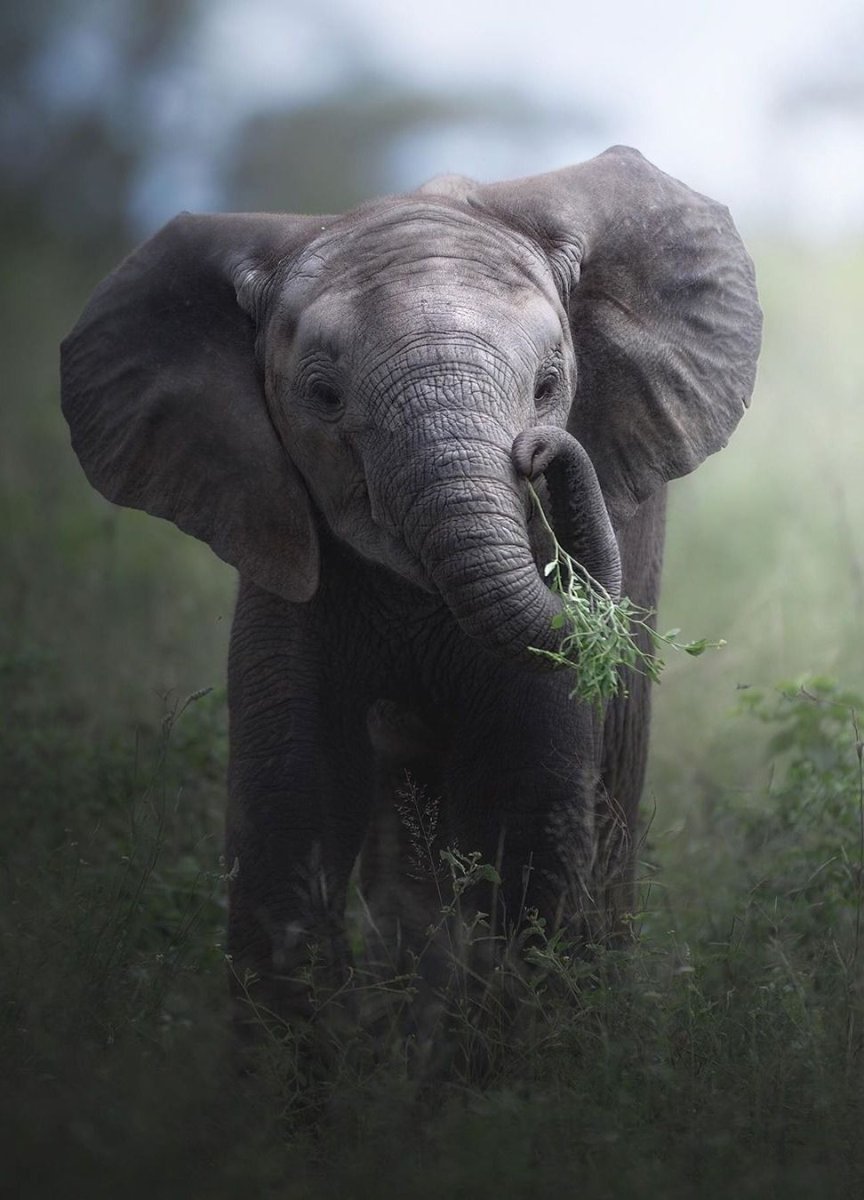 Пара слонов