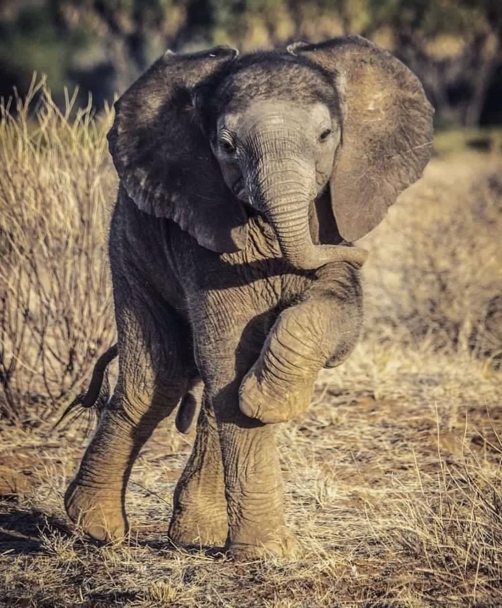 Милые Слонята