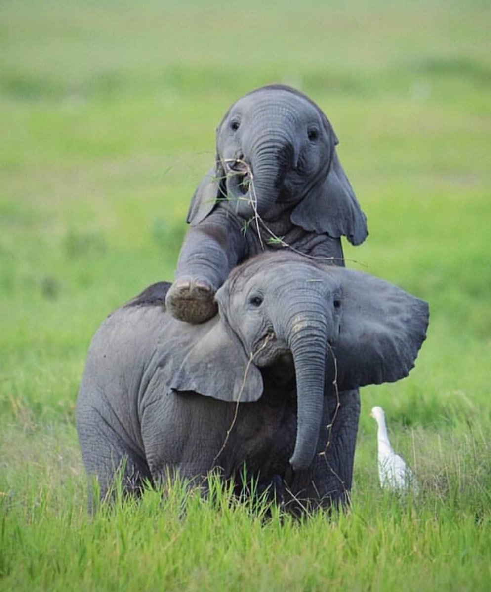 Слон с детенышем
