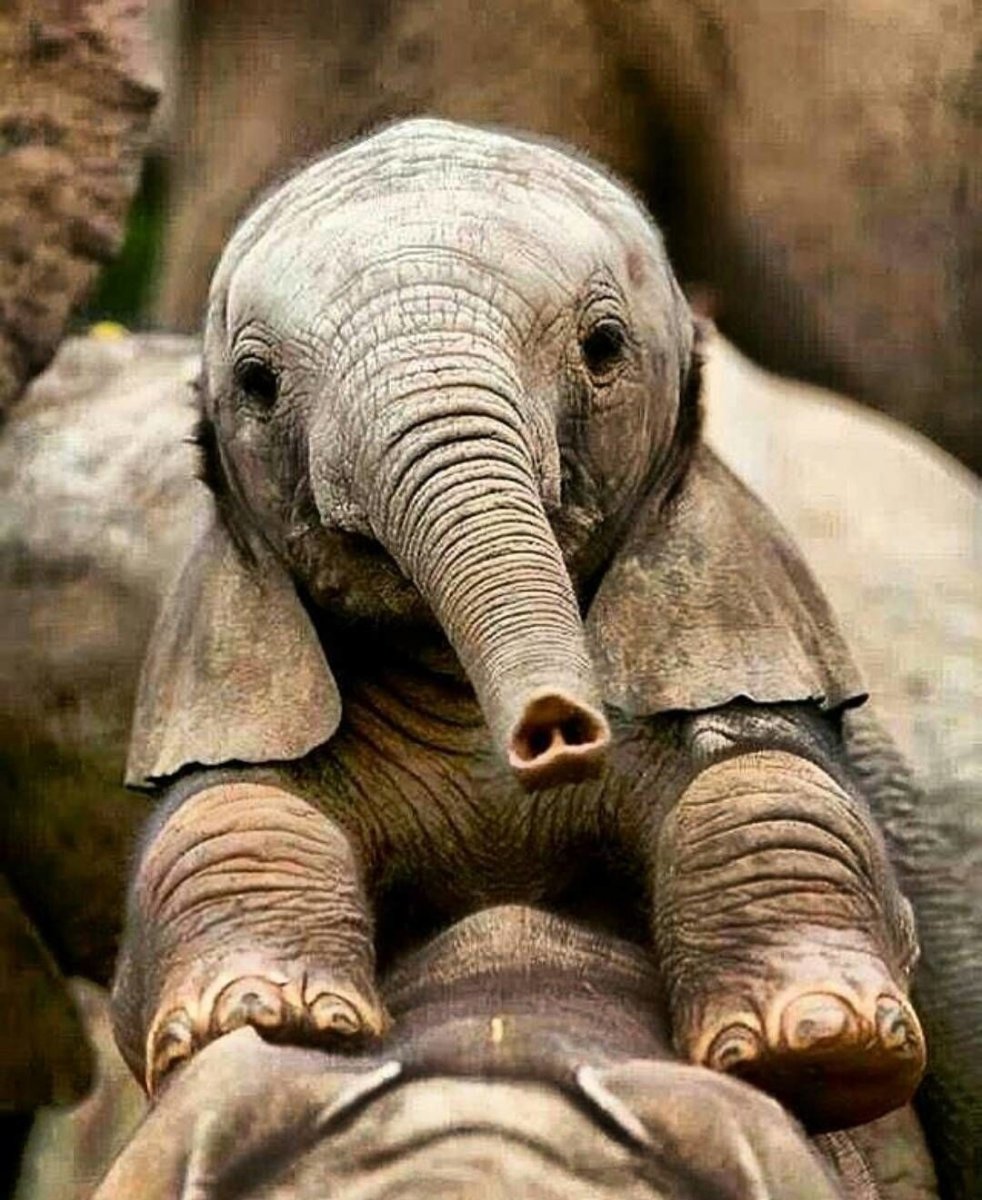 Обиженный слон