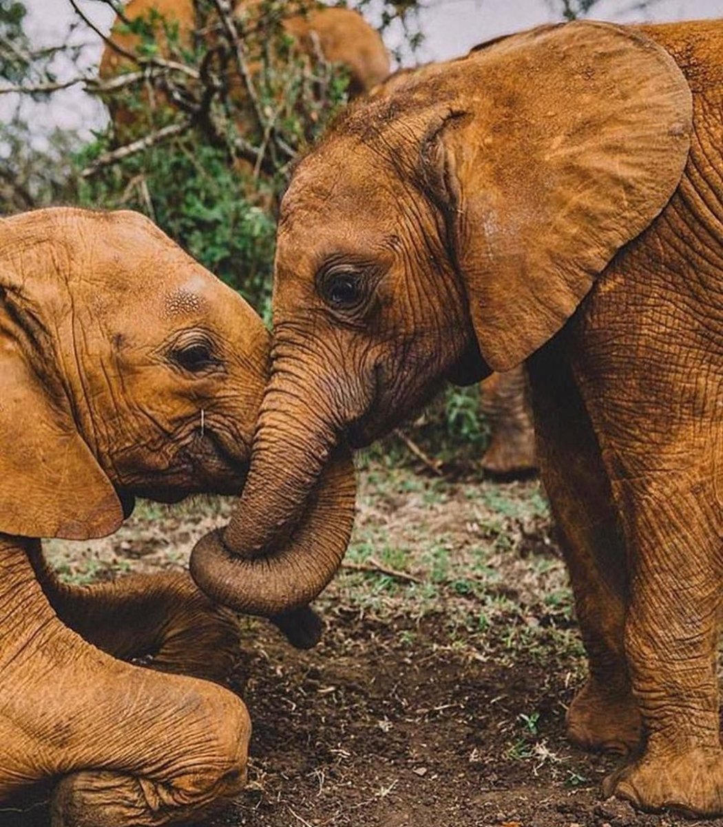 Обиженный слон