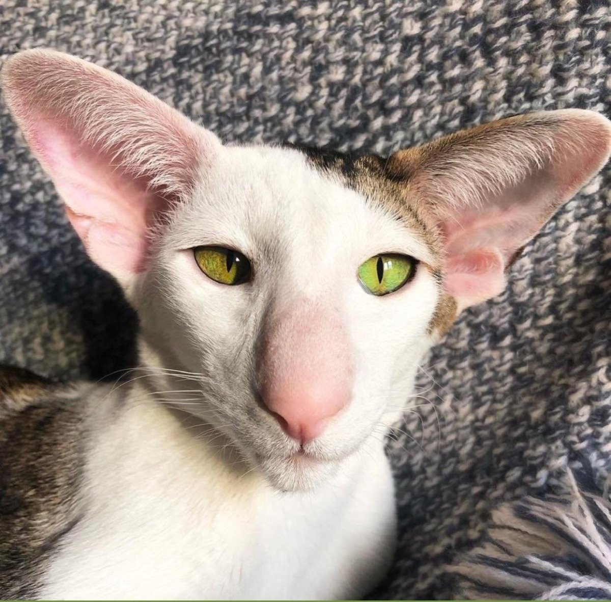 Коты с высунутым языком