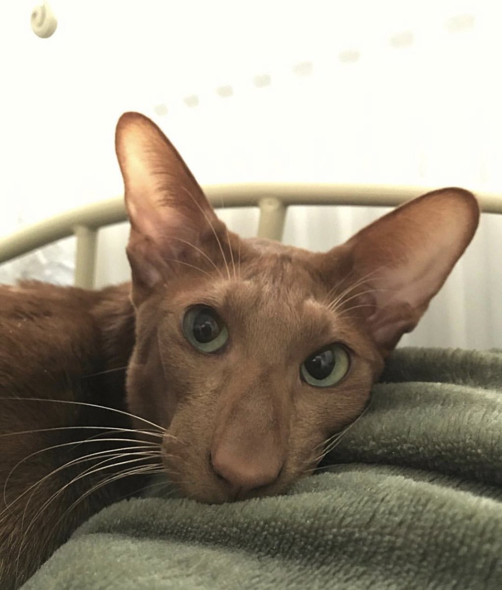 Кот украинский левкой