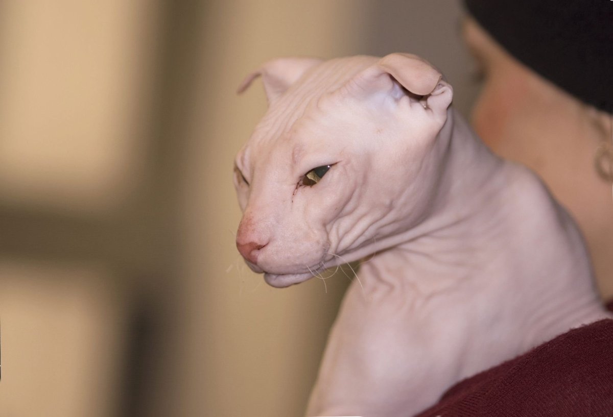 Янус кот Фрэнк и Луи