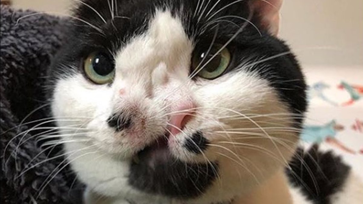 Ориентальный кот грузин