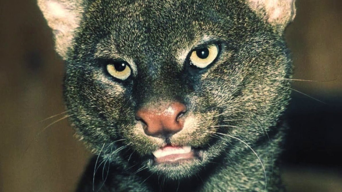 Ориентальная кошка с черными усами