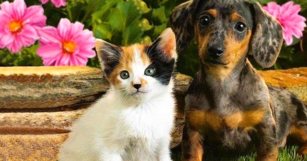 Щенок и котенок