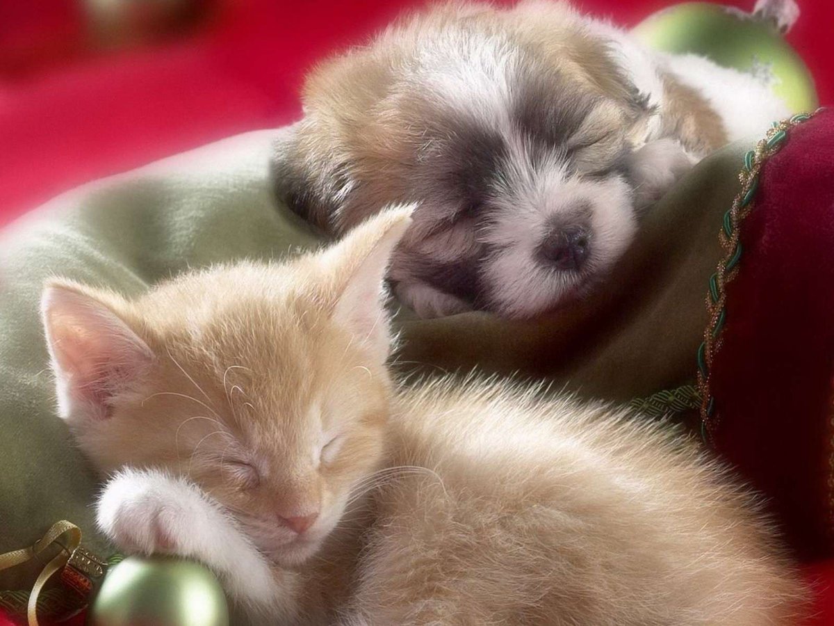 Сенбернар порода собак