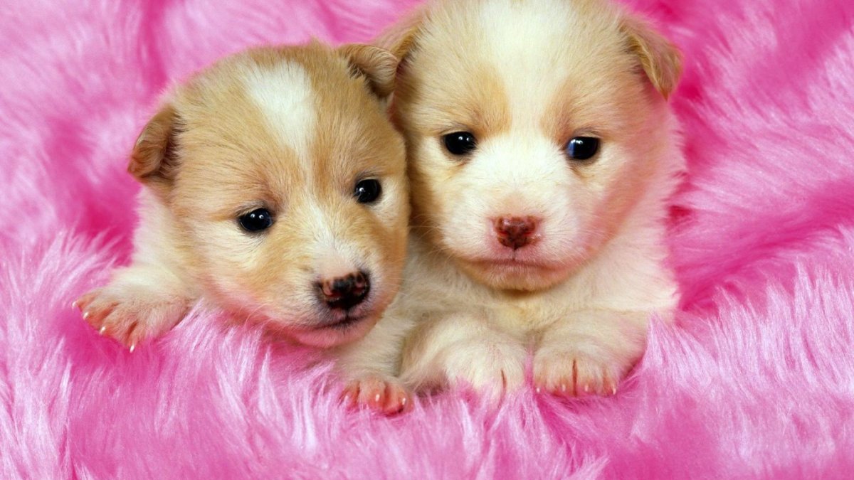 Милые котята и щенки