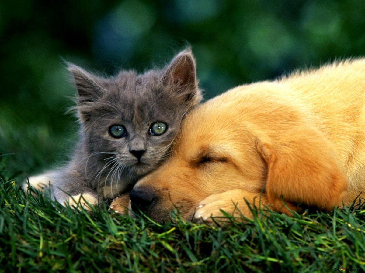 Милые котята и щенки