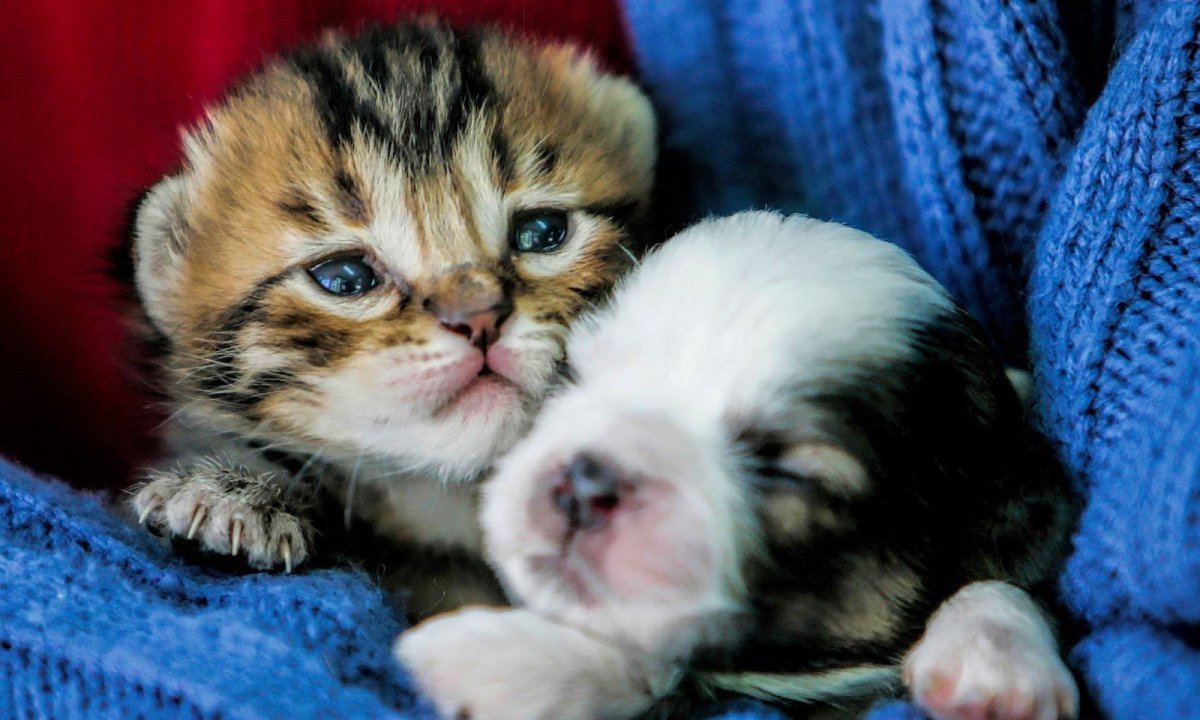 Милые котята и щенки