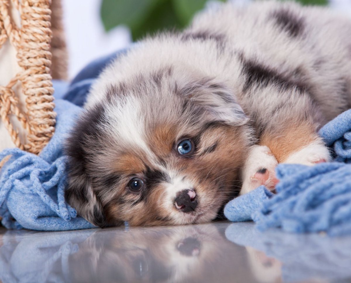 Щенок и котенок