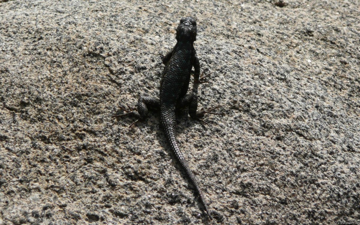 Черная ящерица название