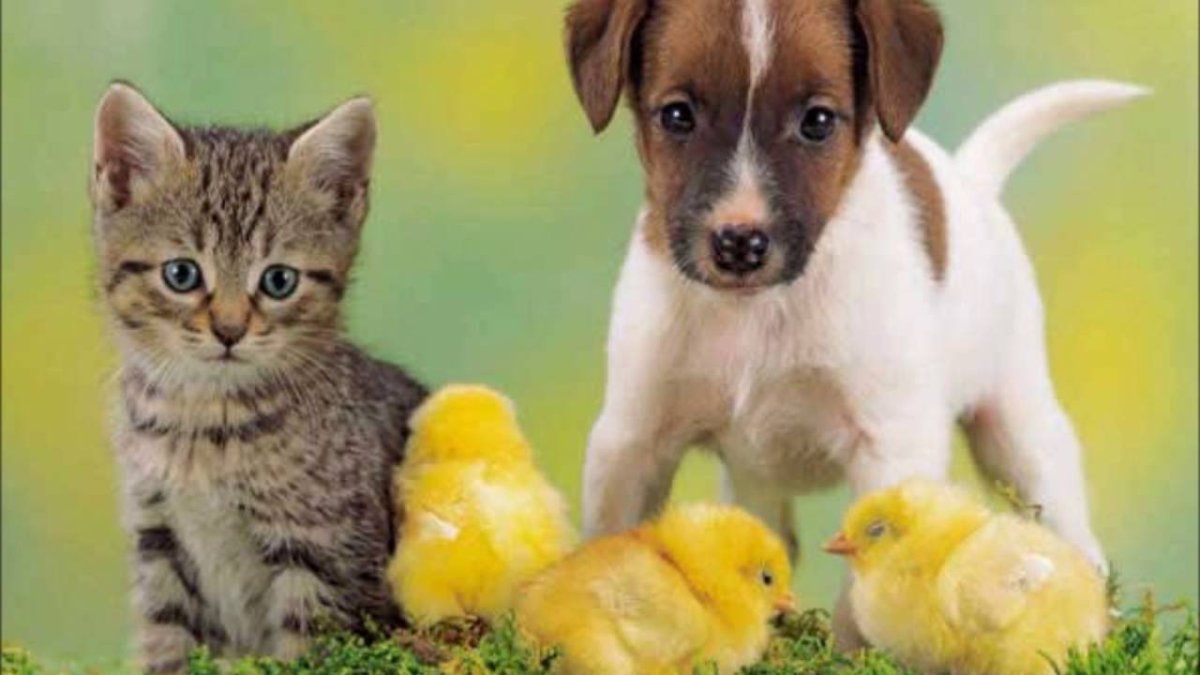 Собачки и кошечки