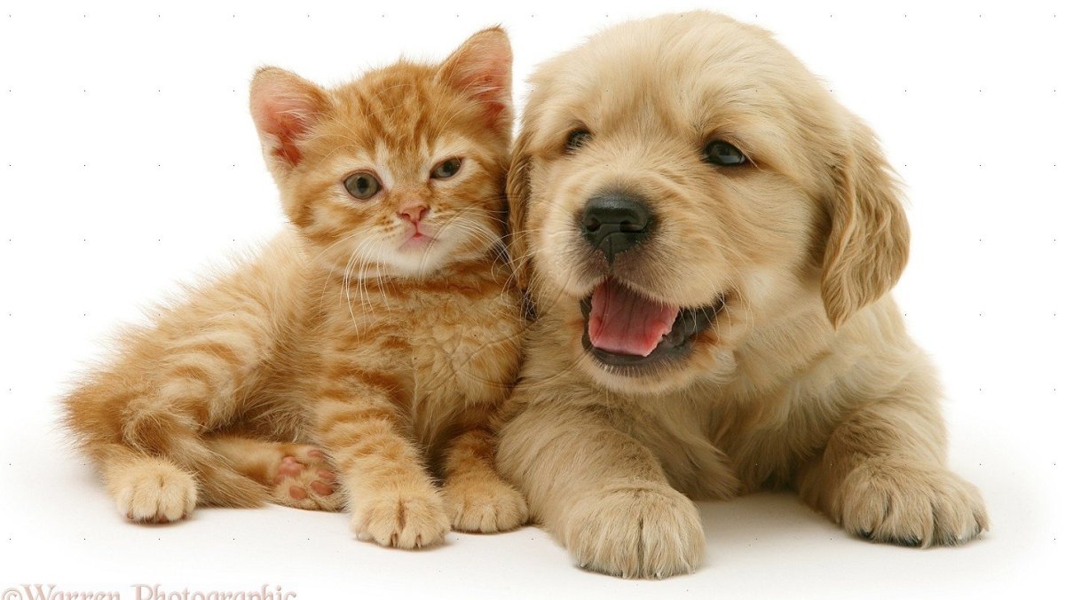 Собачки и кошечки