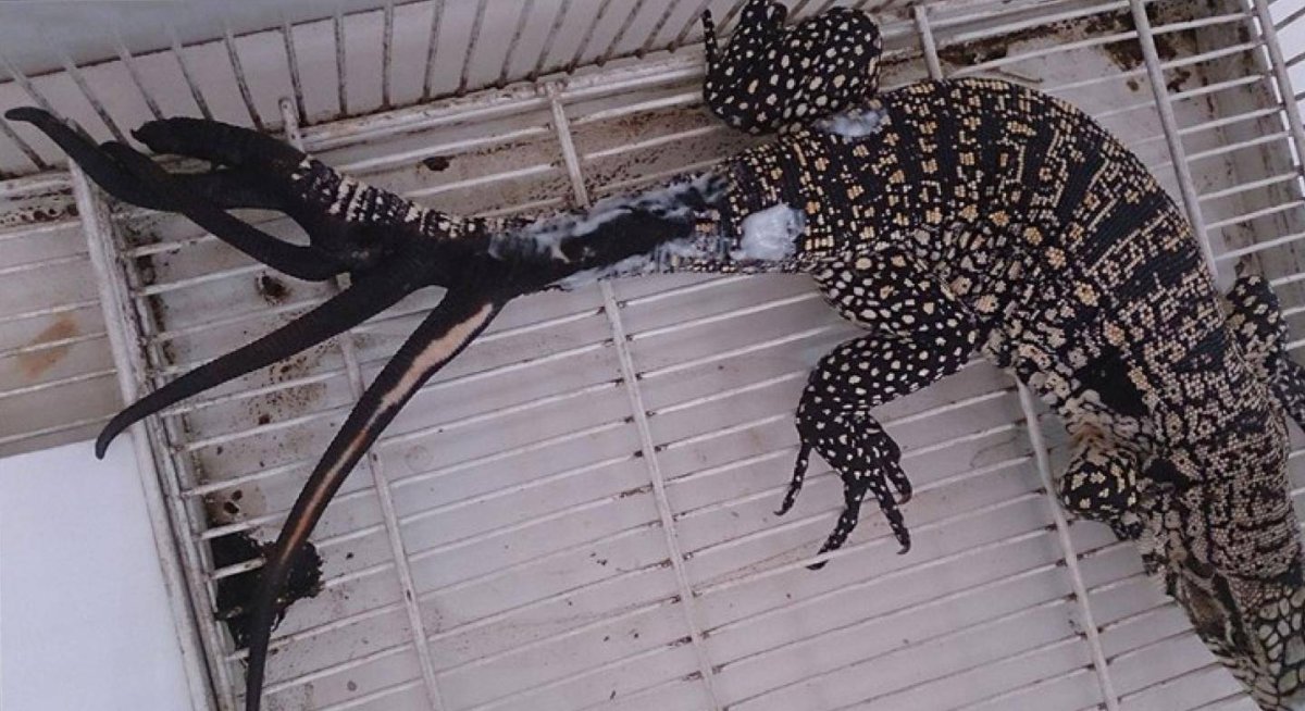 У ящерицы отрастает хвост