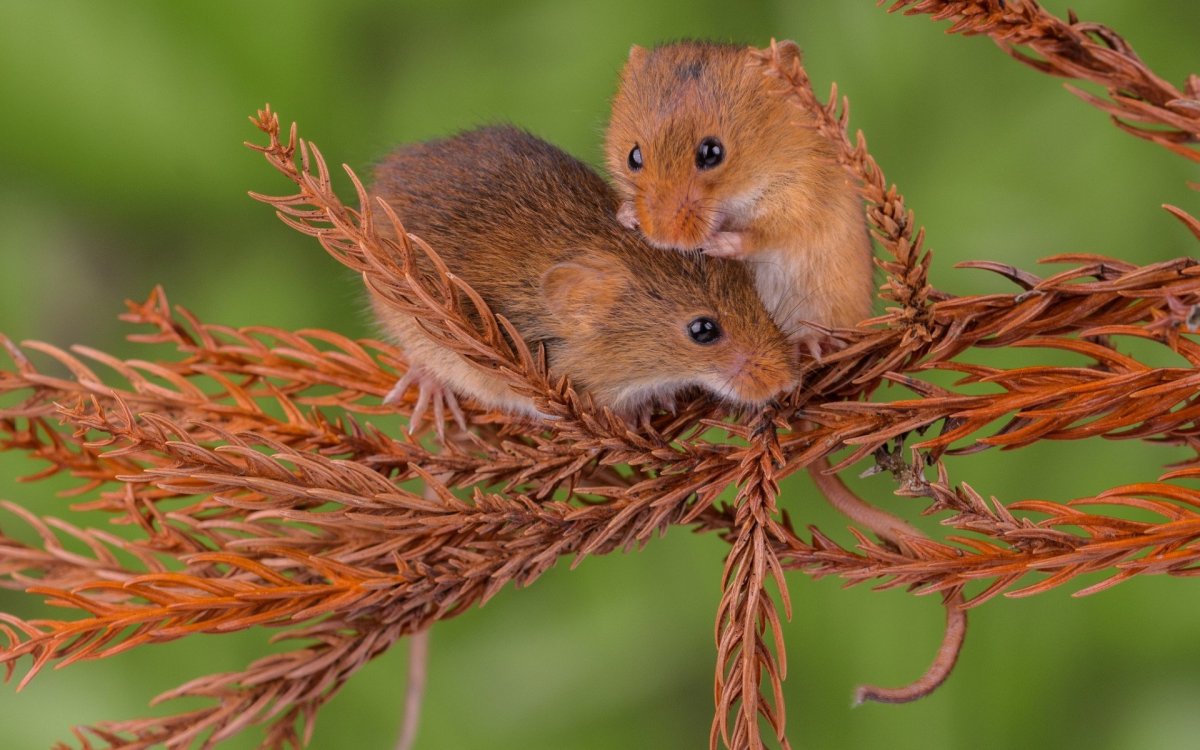 Ареал мыши малютки