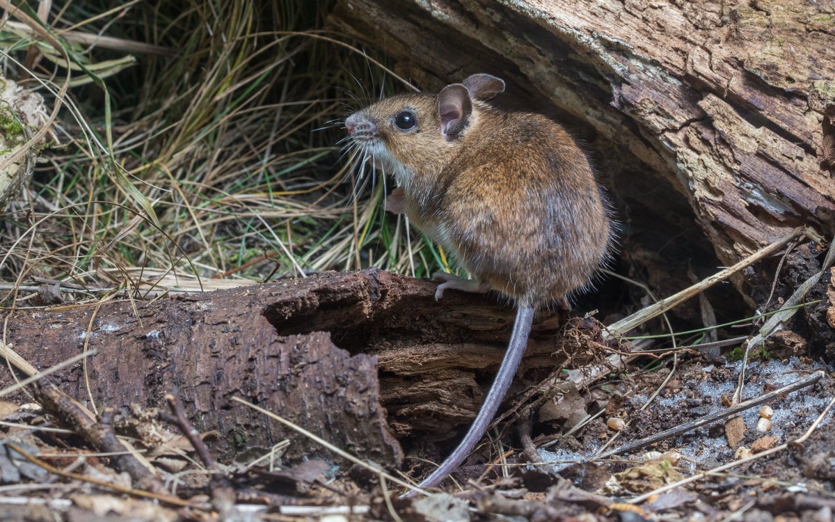 Желтогорлая мышь Apodemus flavicollis