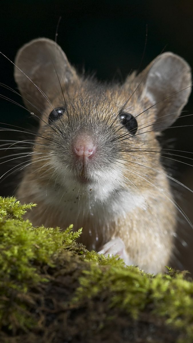 Мышка грызун