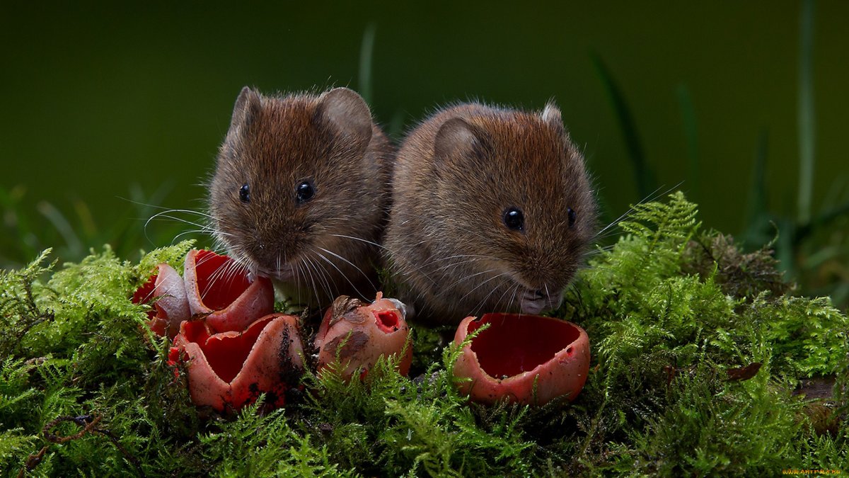 Мышь полевка