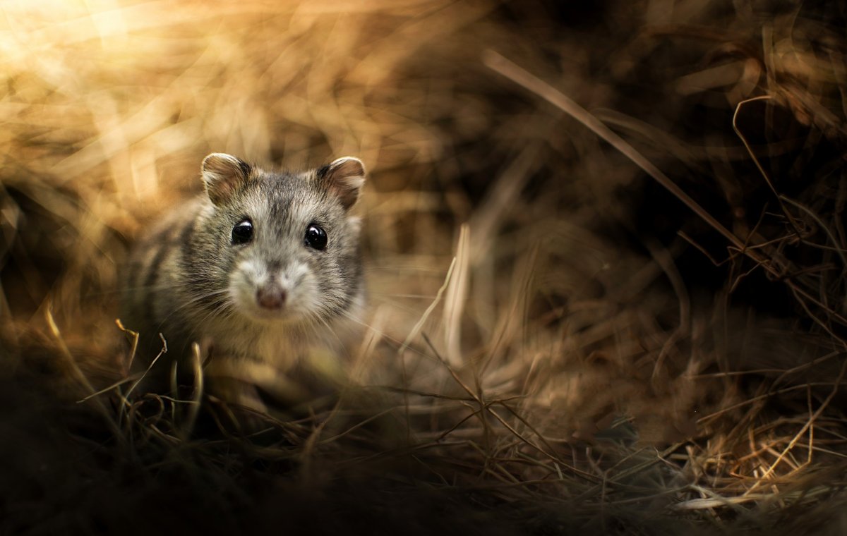 Джунгарские хомячки Грызуны