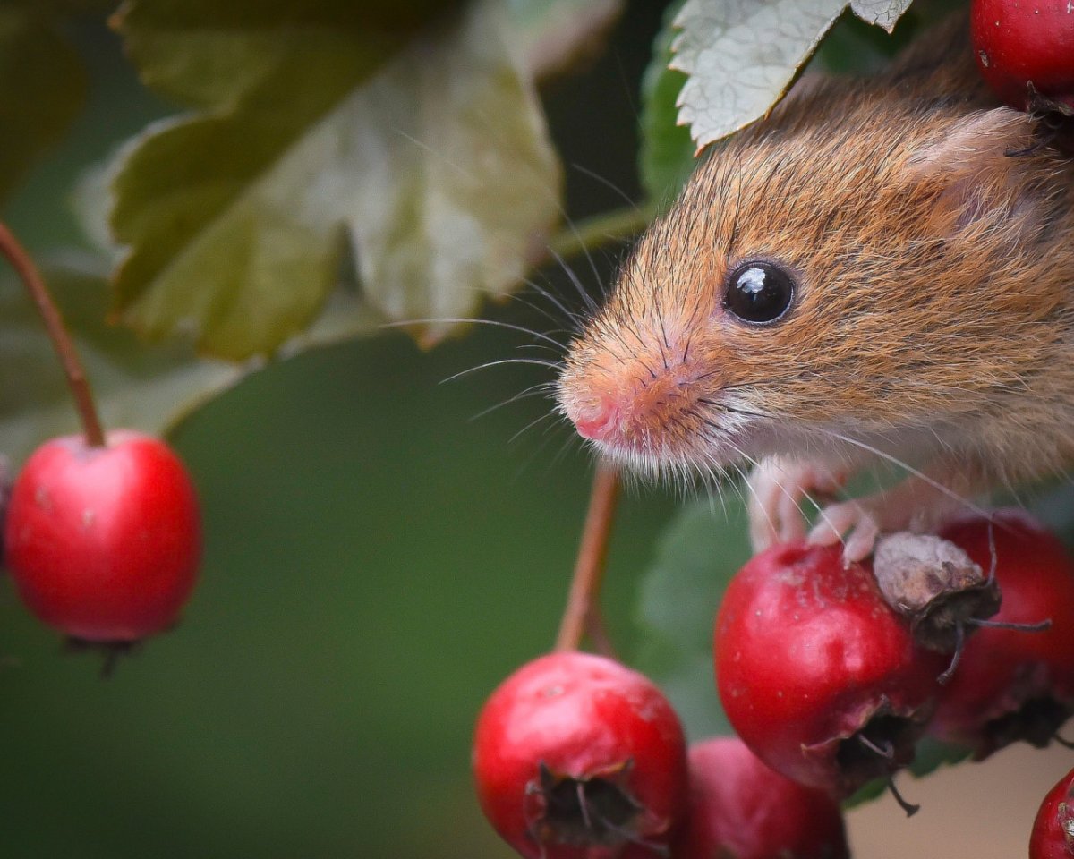 Мышь в природе
