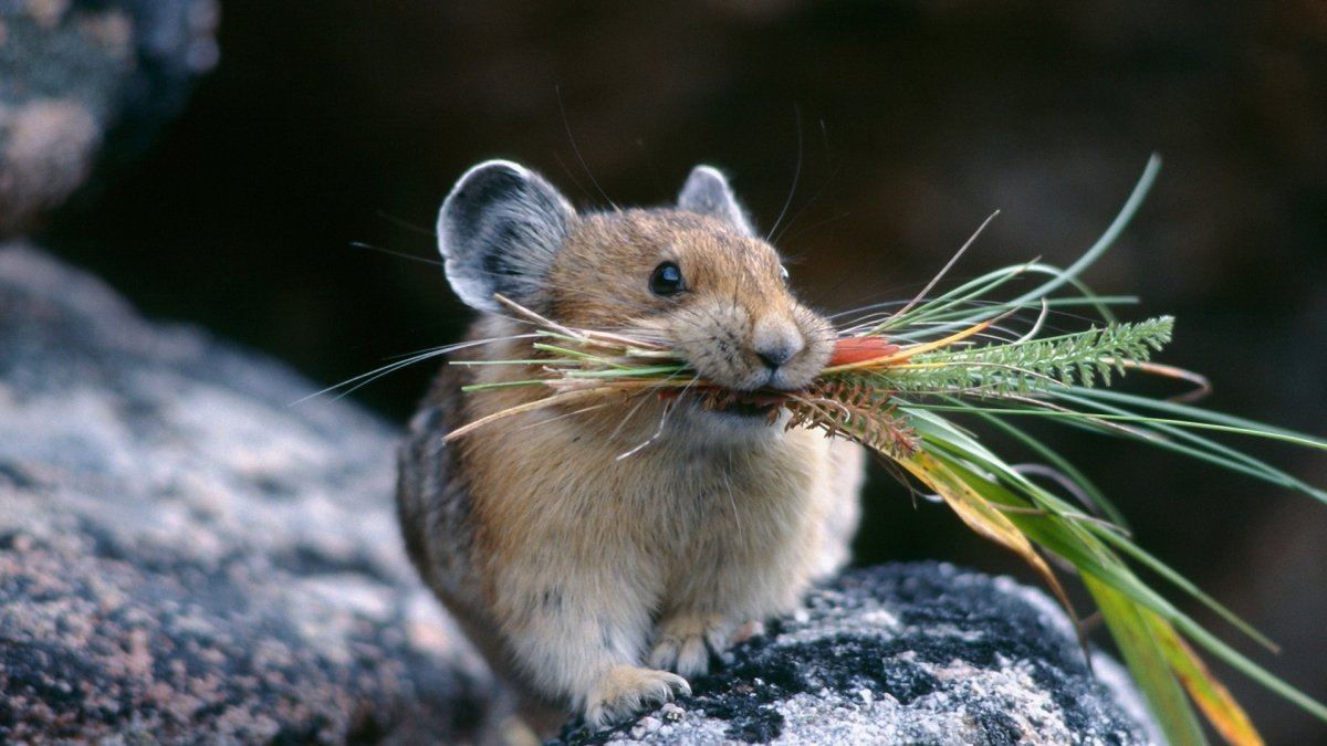 Китайская пищуха