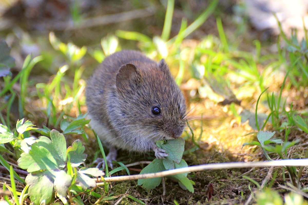 Ольхонская полевка