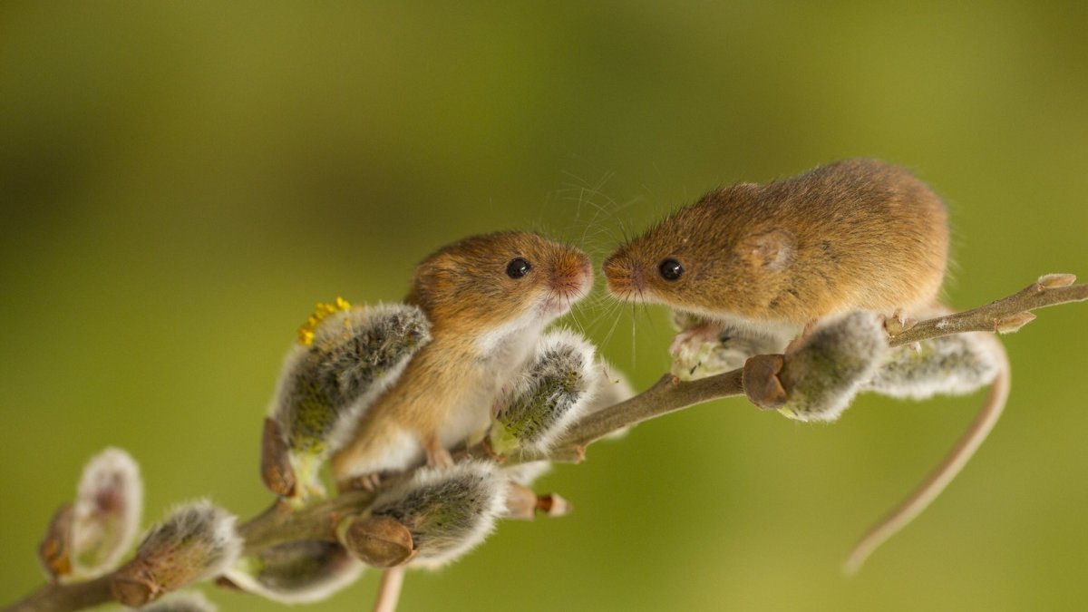 Желтобрюхие полевки