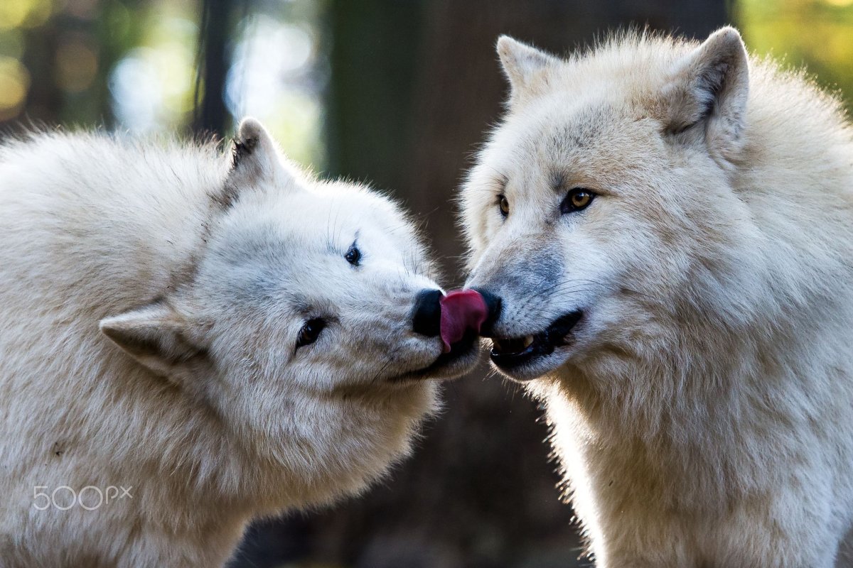 Волк и волчица