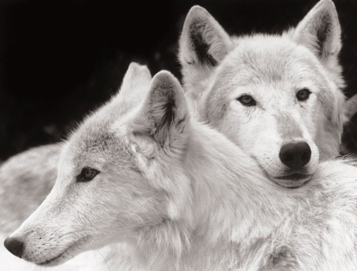 Любовь Волков