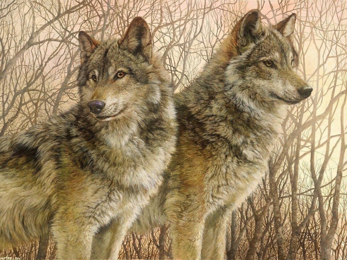 Волчья любовь