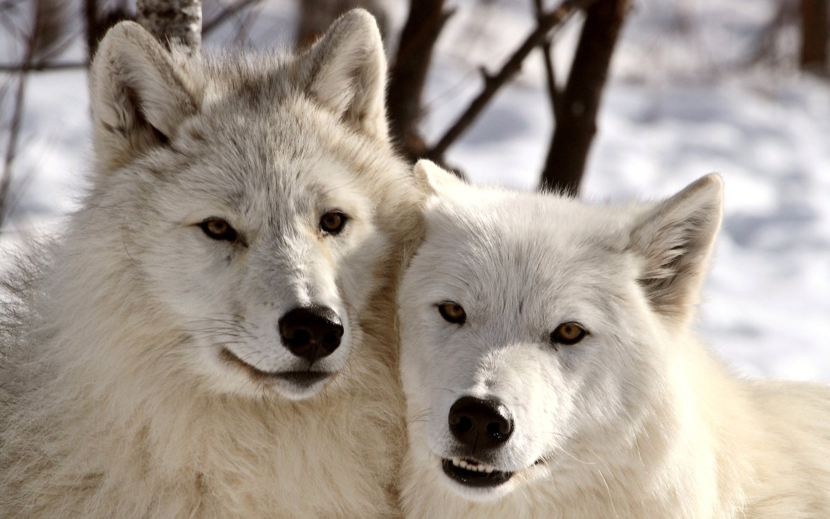 Радужные волки