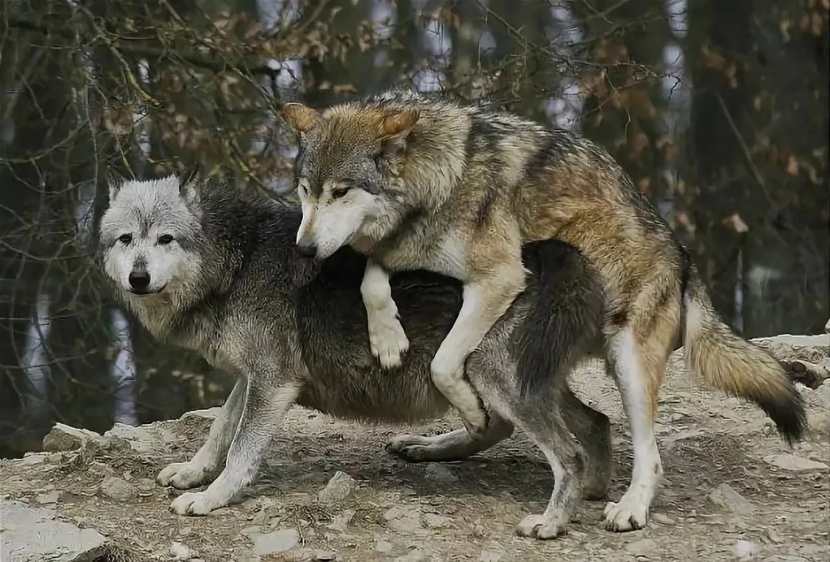 Картинки на рабочий стол волки