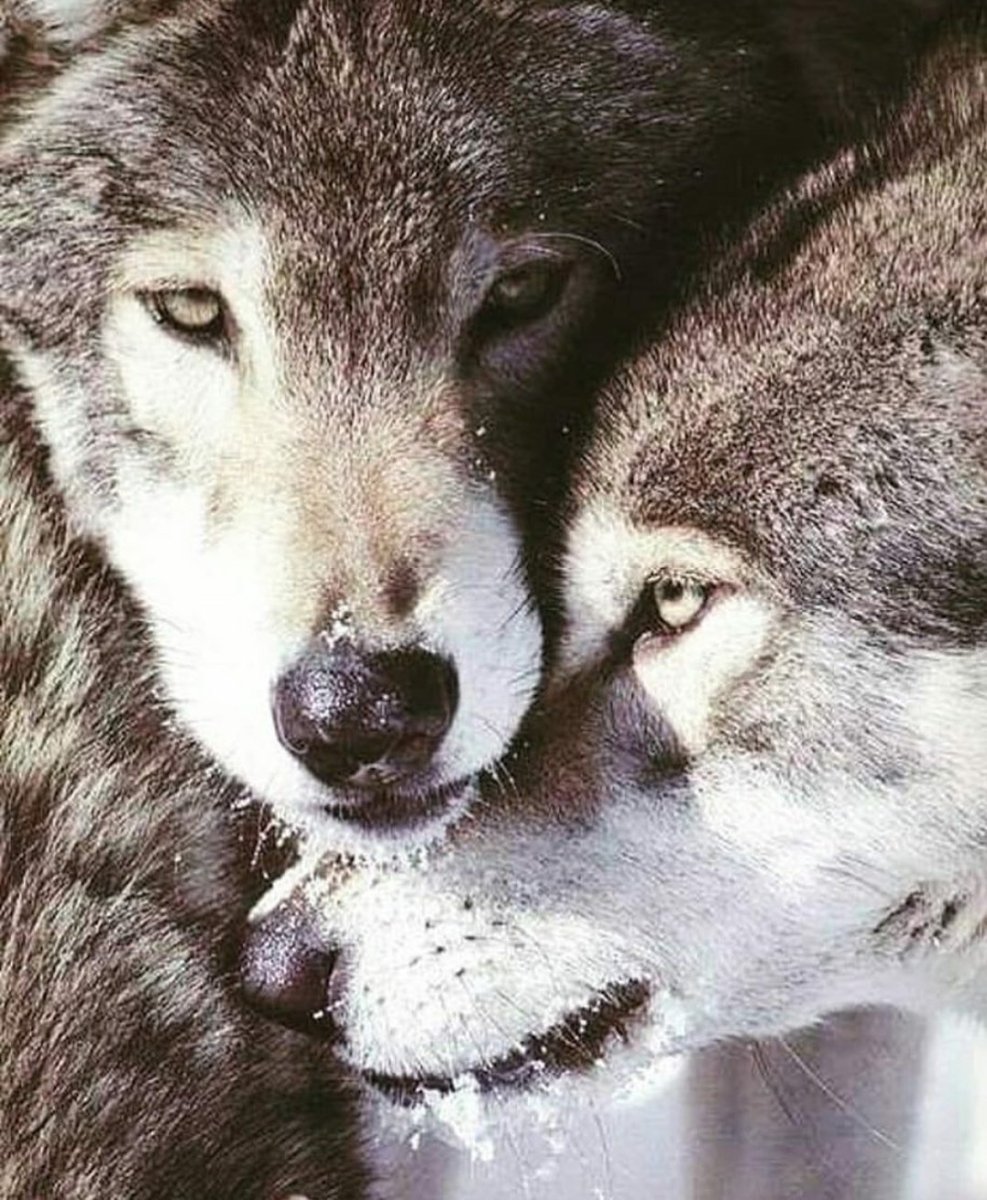 Zx8542 алмазная мозаика