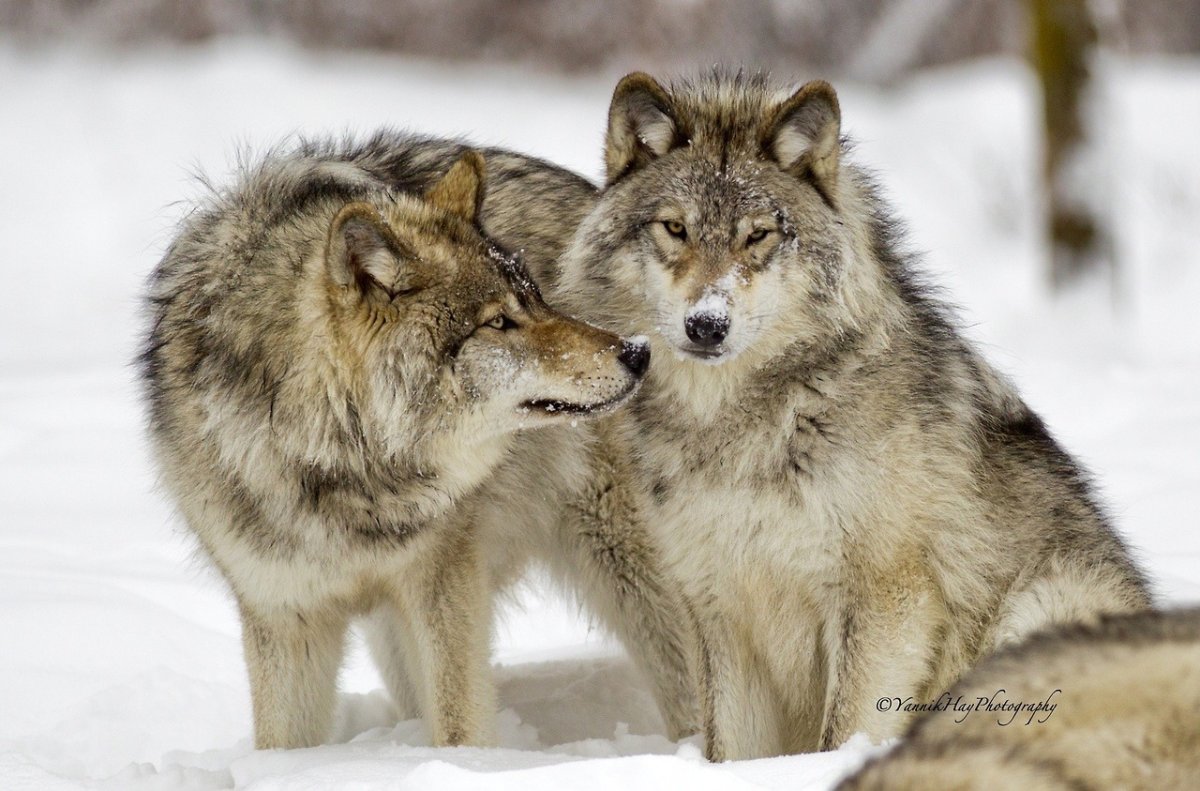 Верность волка