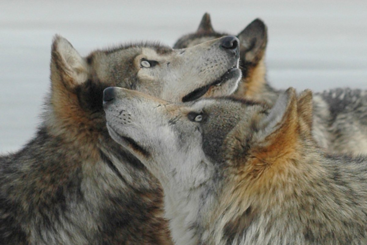 Верность волчица волк и волчица