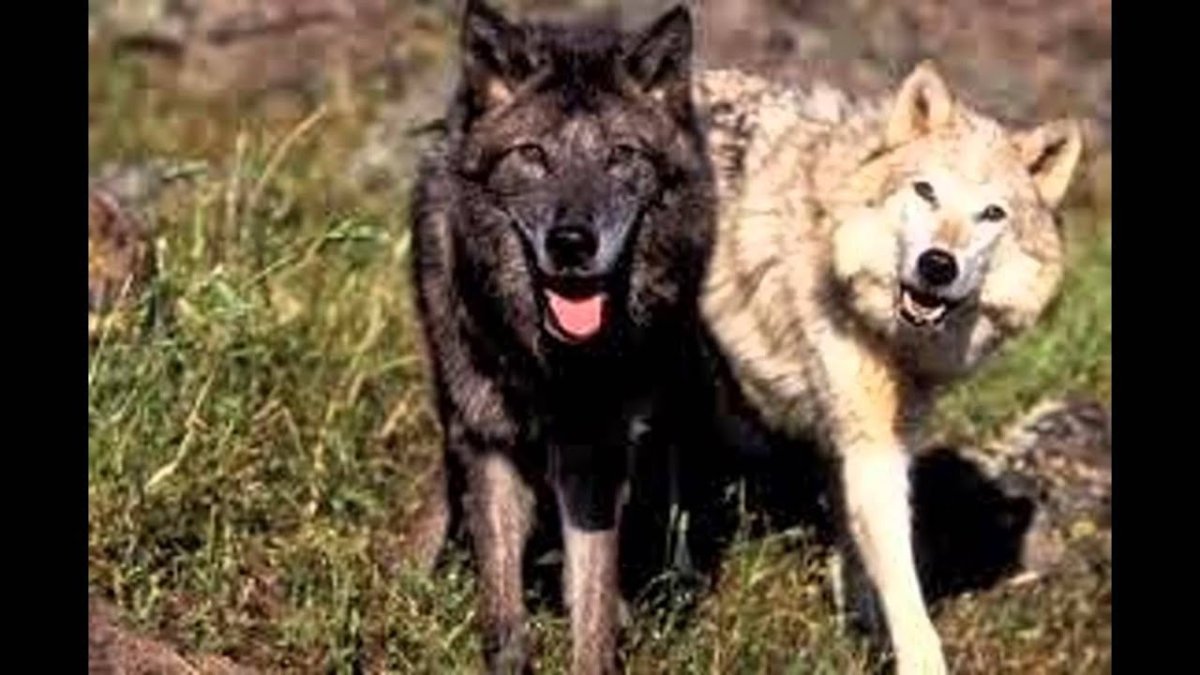 Волки Губкин 2011