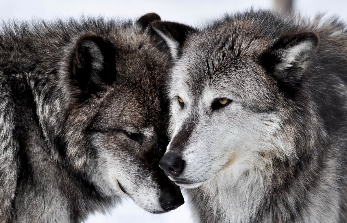 Добрый милый волк