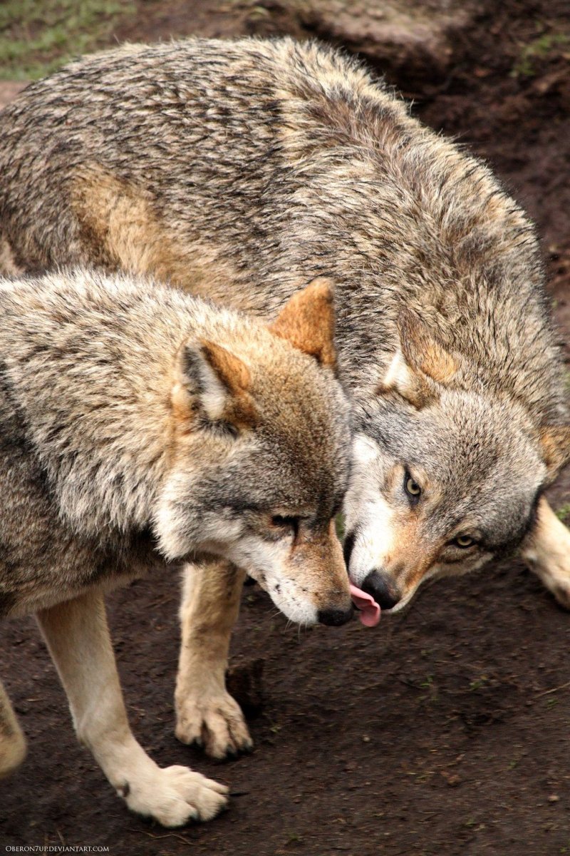 Друзья Волков