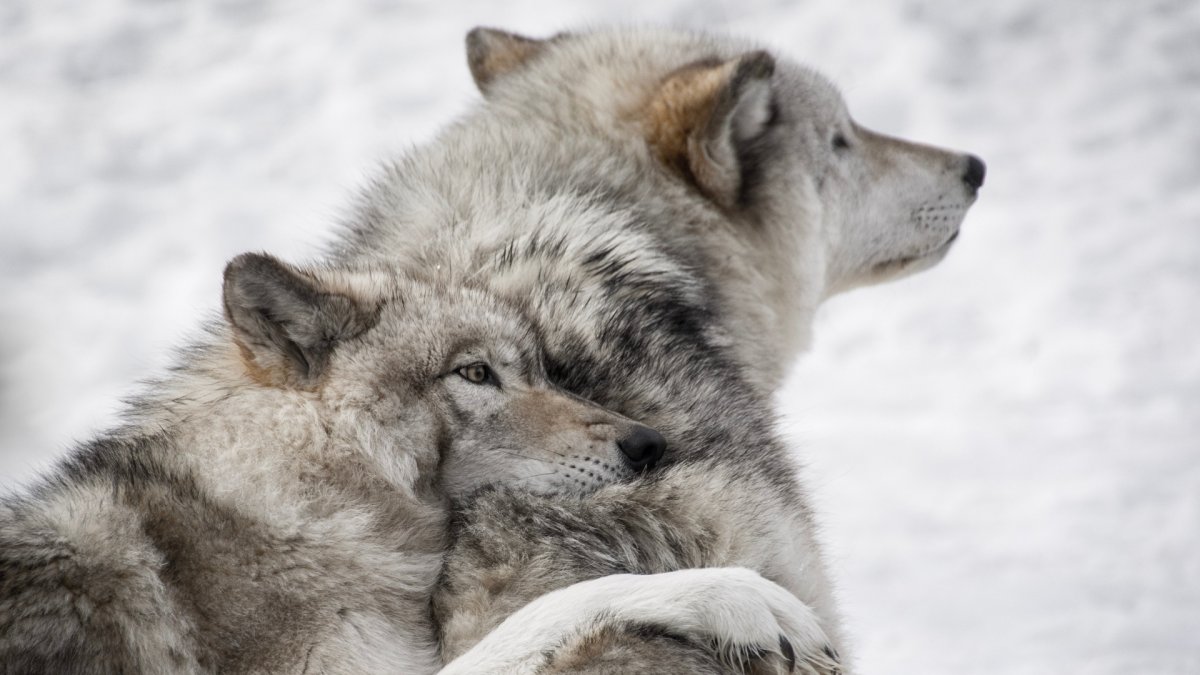 Влюбленные волки
