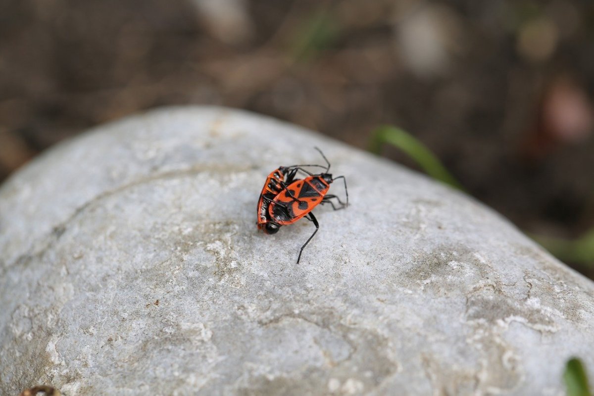 Огненный Жук красный