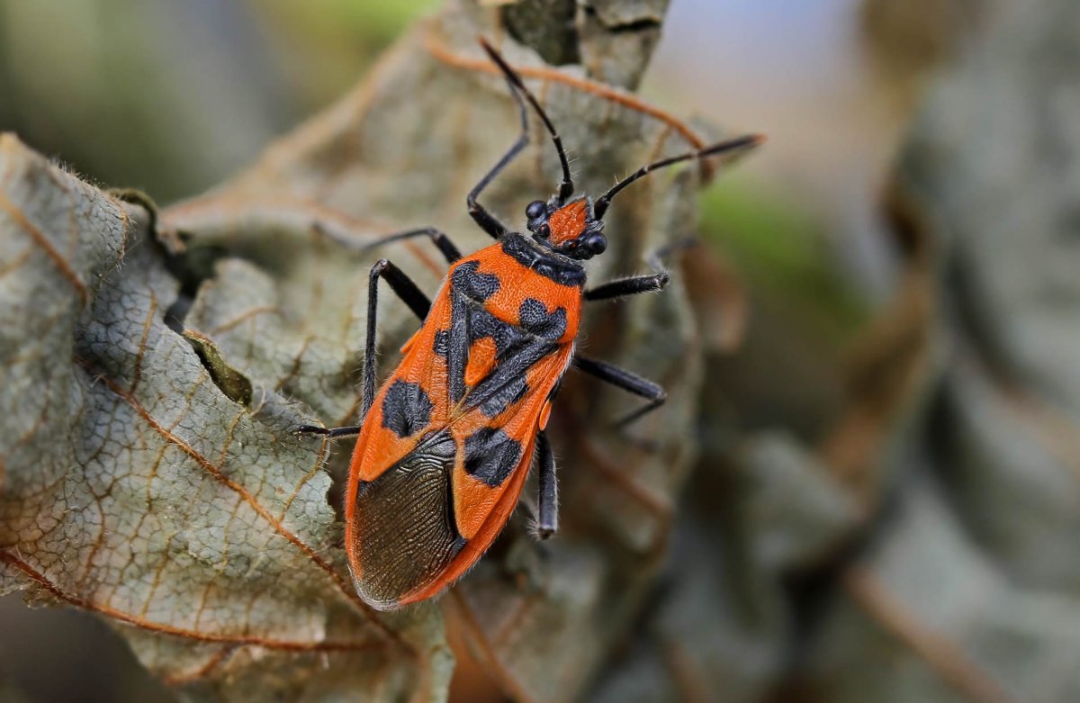 Клоп булавник пятнистый