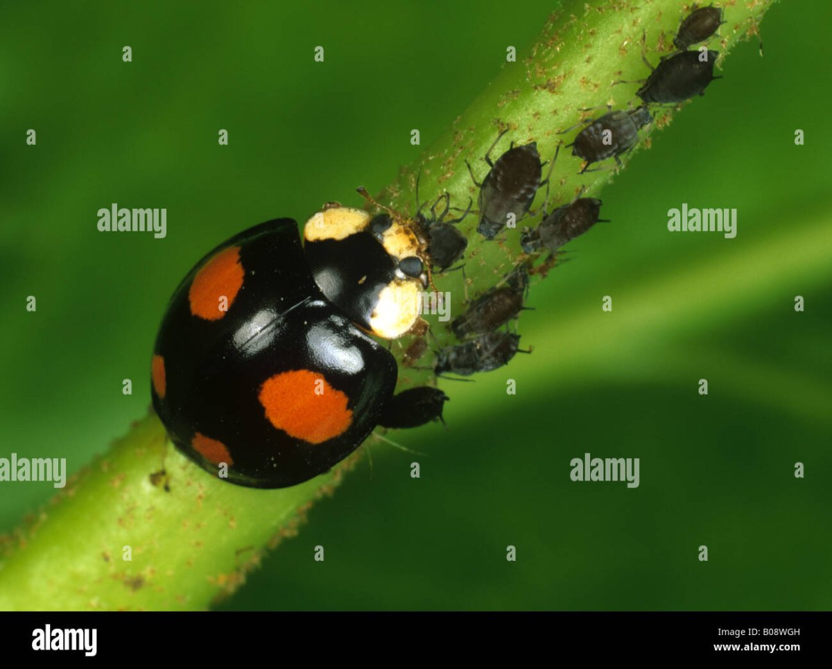 Черная Божья коровка Арлекин