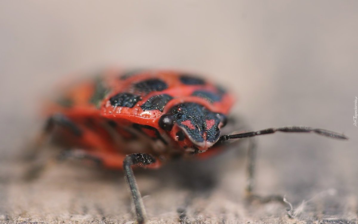 Жук оранжевый клоп