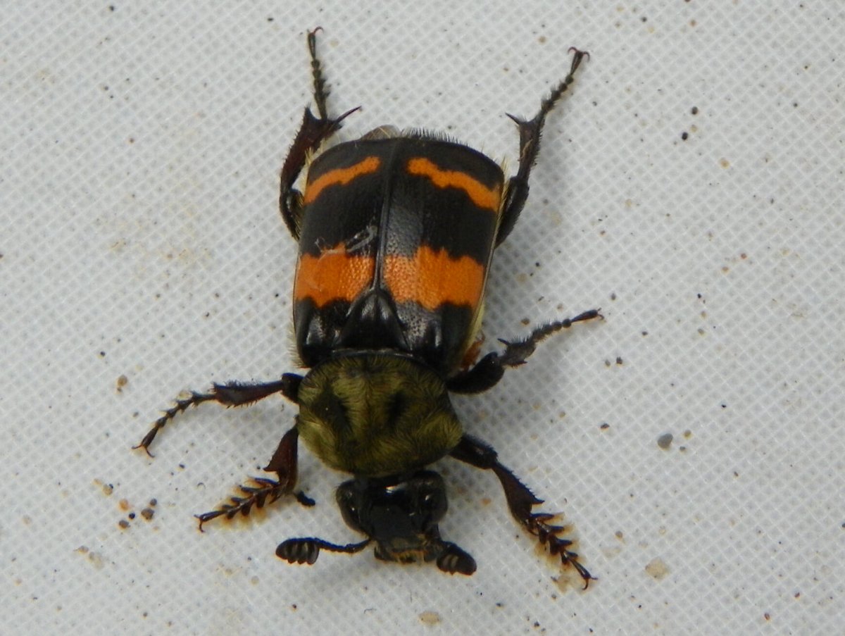 Оранжевый полосатый Жук